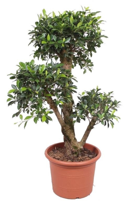 Ficus nitida kamerplant boom