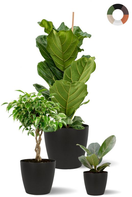 Ficus pflanzen mix