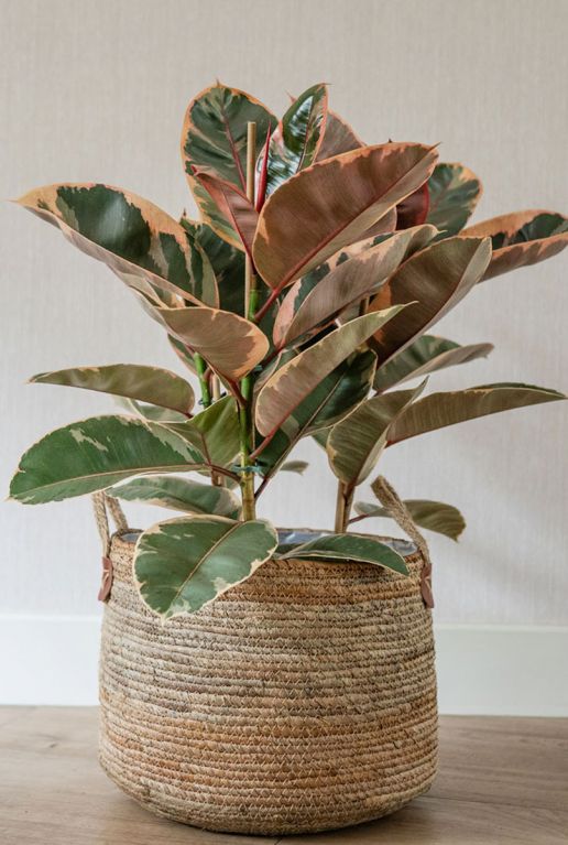 Hoya Krohniana Silver blad