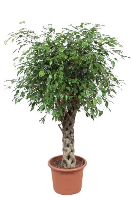 Ficus benjamina Exotica