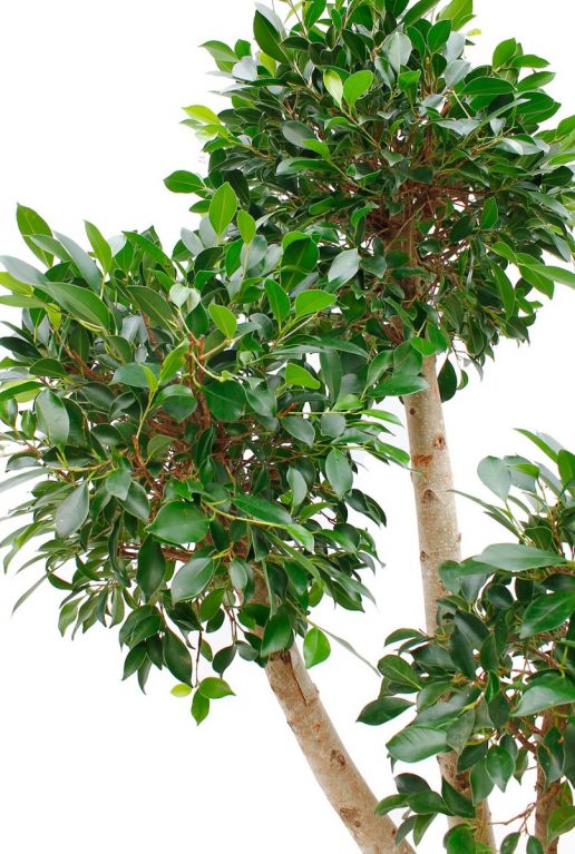 Ficus Nitida