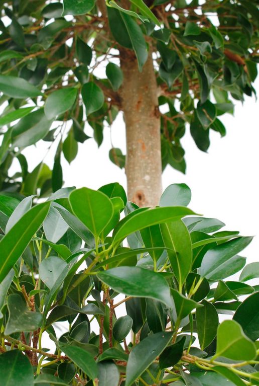Ficus Nitida