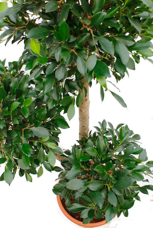 Ficus Nitida