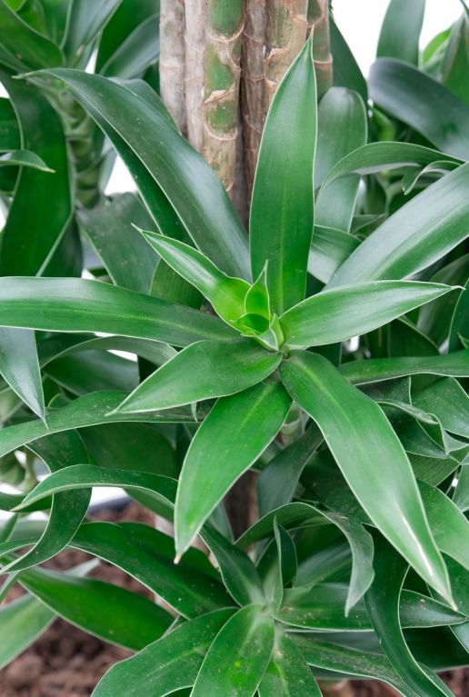 Hoya Krohniana Silver blad