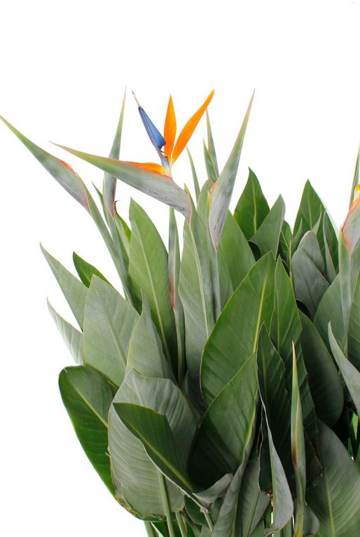 Strelitzia Reginae Blüte