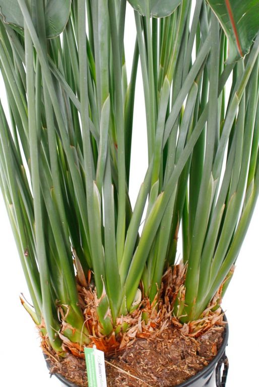 Strelitzia Reginae Stamm