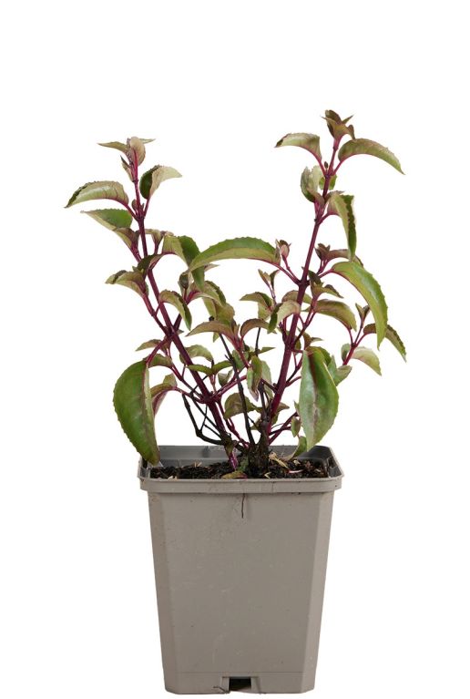 Fuchsia madame cornelissen pot 9