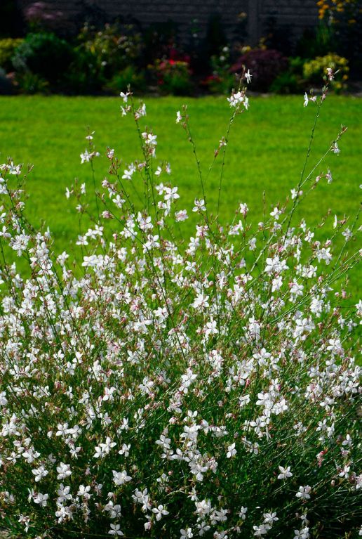Gaura lindheimeri gartenpflanze
