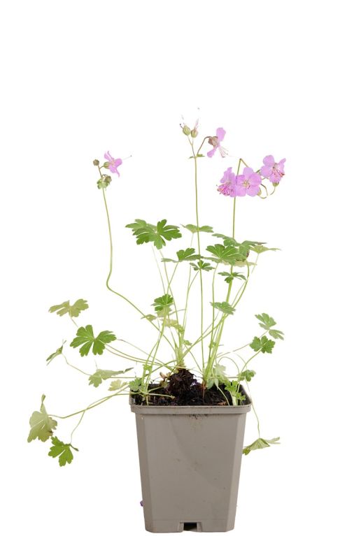 Geranium cant cambridge pot9