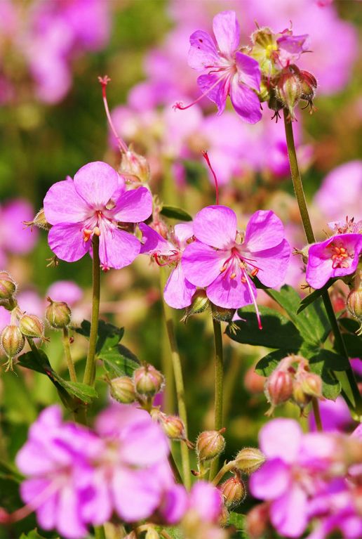 Geranium cantabrigiense cambridge