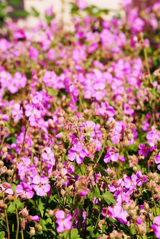 Geranium cantabrigiense cambridge gartenpflanze