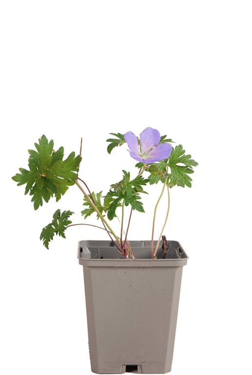 Geranium johnson s blue pot9
