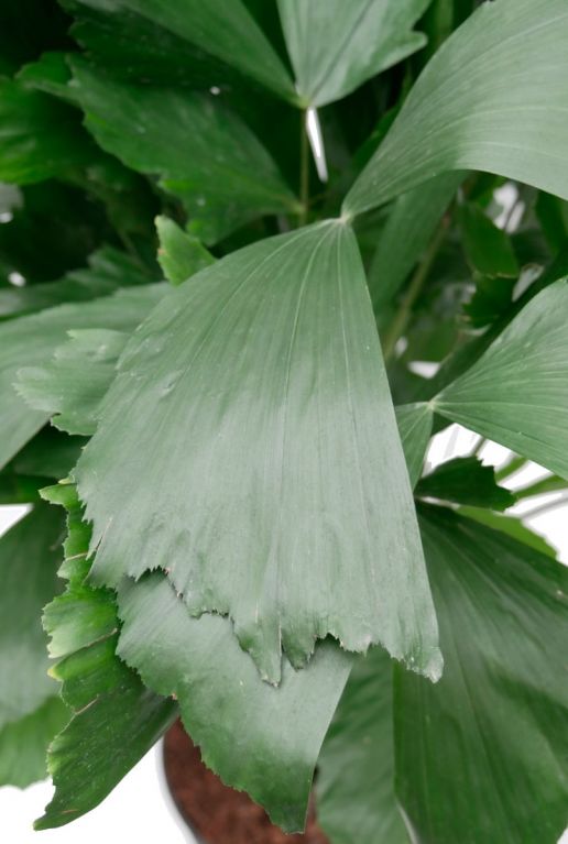 Gescheurd blad caryota mitis 3
