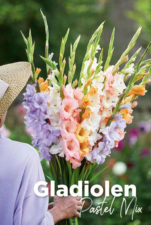 Gladiolen pastel mix blumenzwiebeln