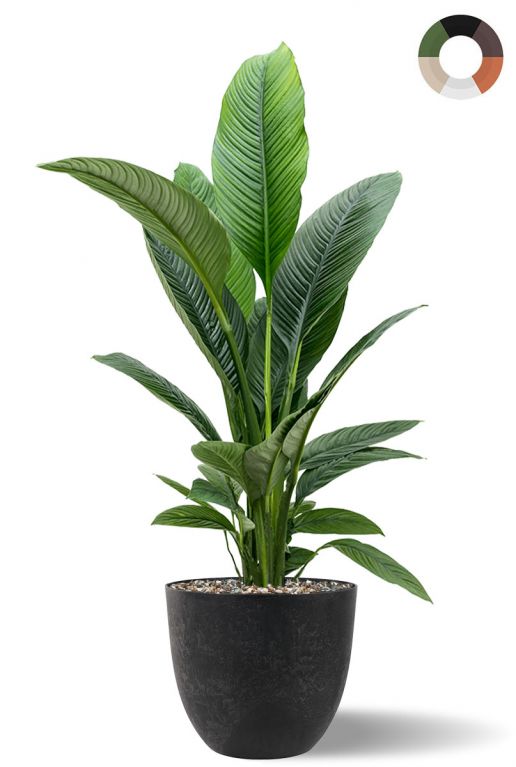 Gro es spathiphyllum im topf