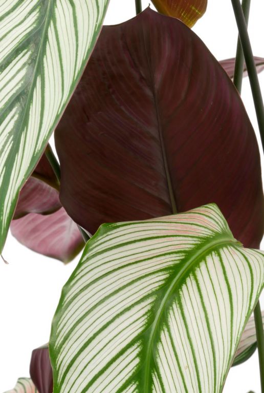 blatt rot grün