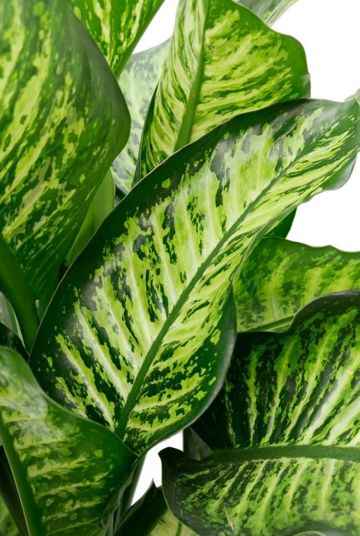 dieffenbachia buntes blatt