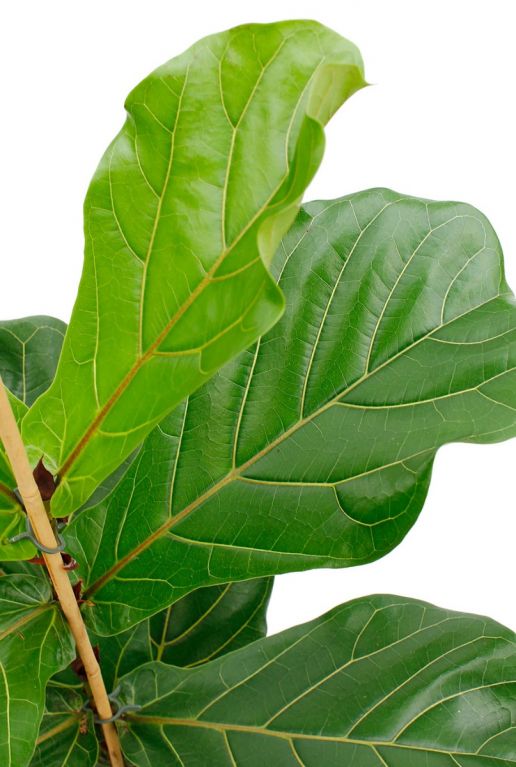 Grüne harte Blätter mit dicken Adern ficus 1