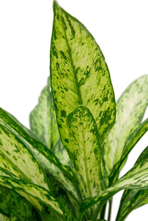 Dieffenbachia Vesuvius