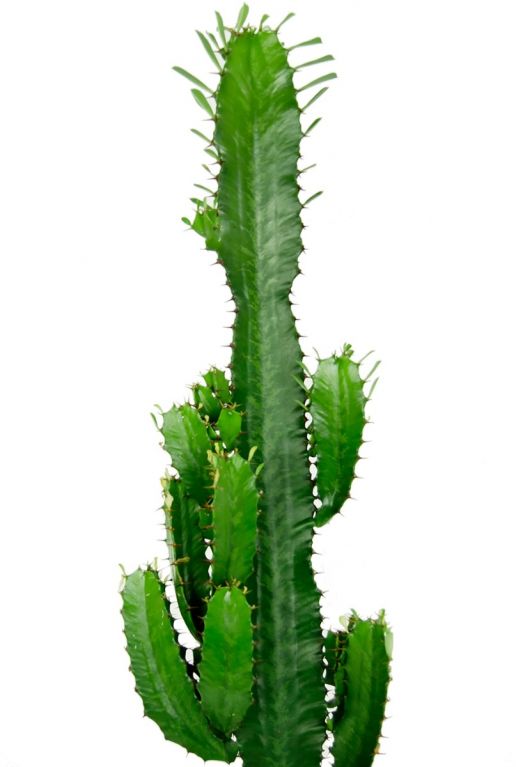 grüne Kaktus