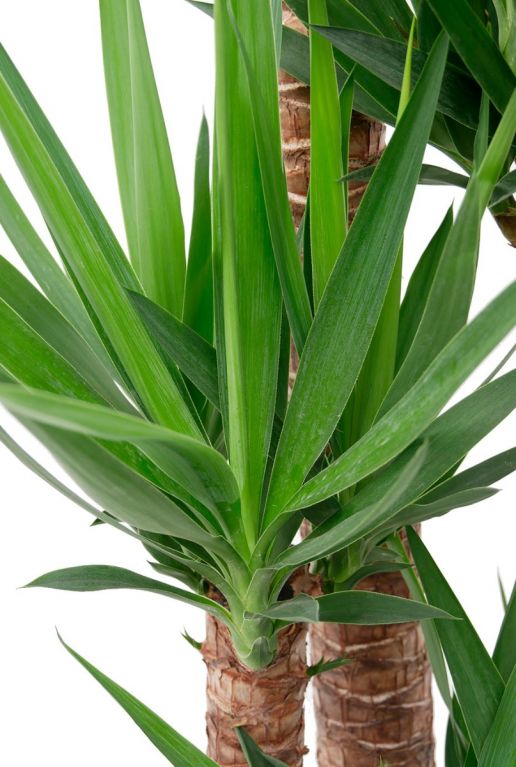 Groene puntige bladeren 1