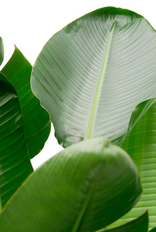 Groot blad plant 2
