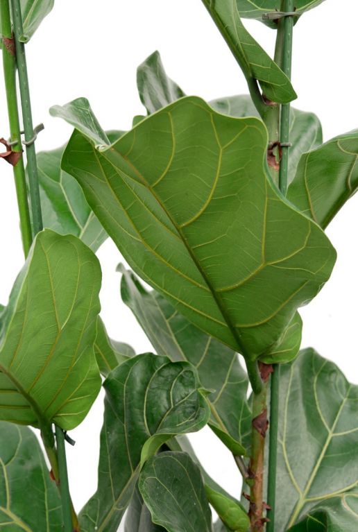 Ficus Lyrata zimmerpflanze