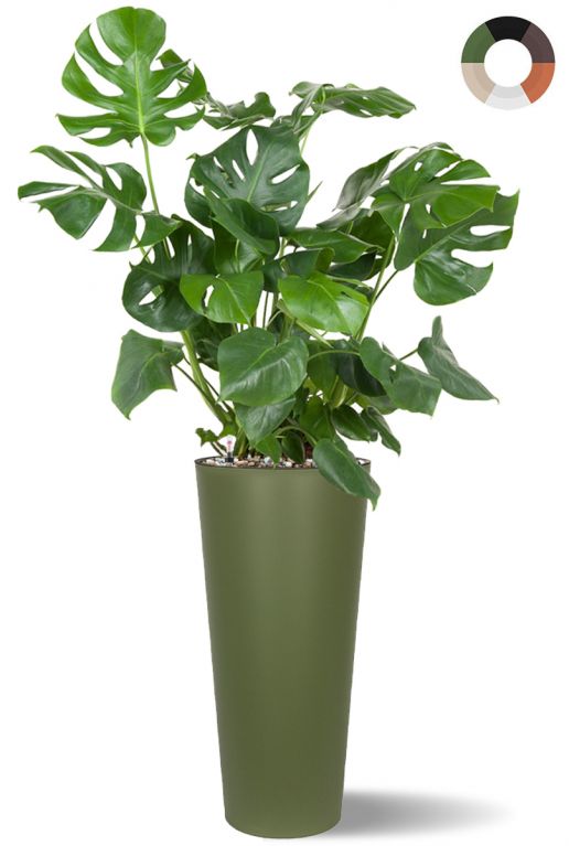 Grosse monstera im hohen topf