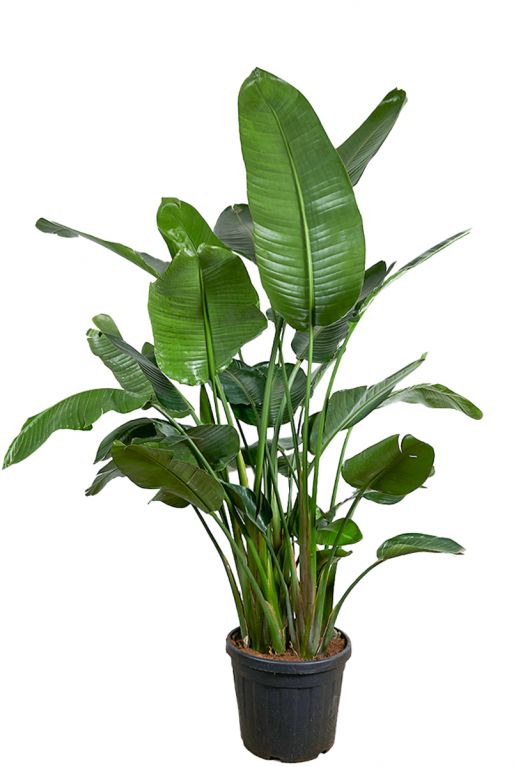 Grosse strelitzia zimmerpflanze 48