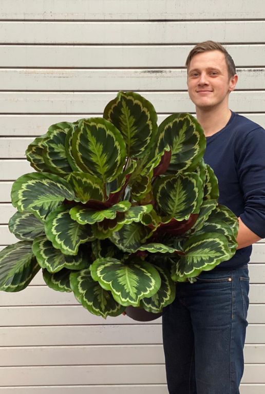 Groß calathea medallion