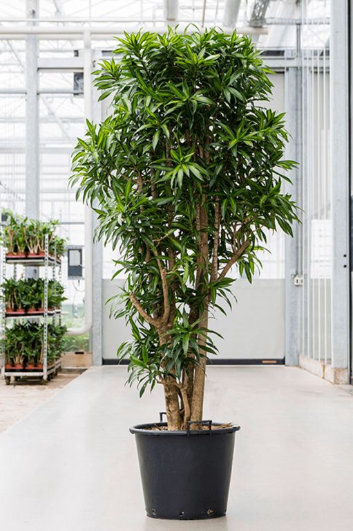Grote dracaena plant boom