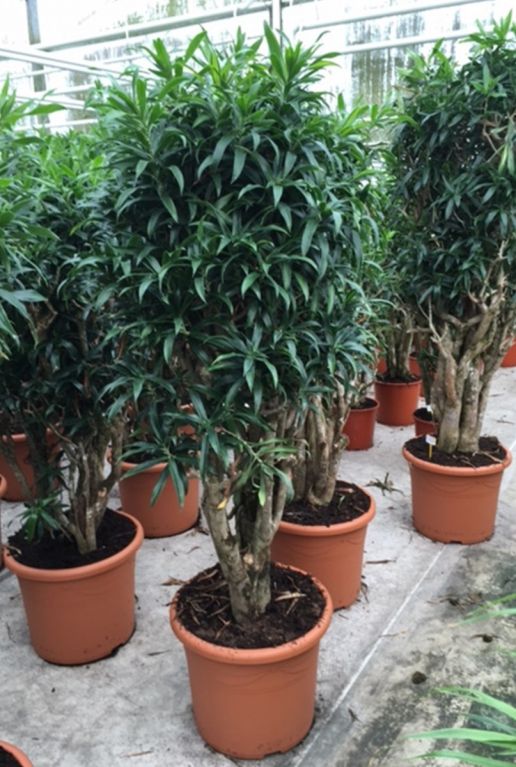 Grote dracaena relfexa song of jamaica