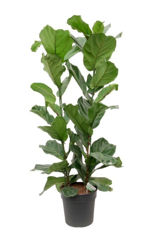 Ficus lyrata - Geigenfeige