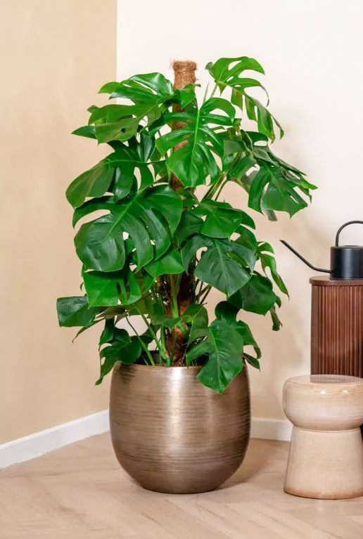 Grote kamerplant monstera in pot