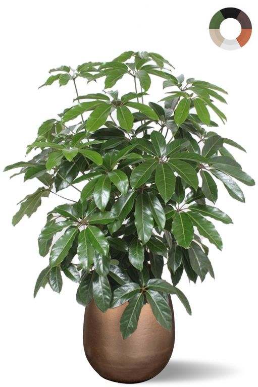 Grote schefflera in pot