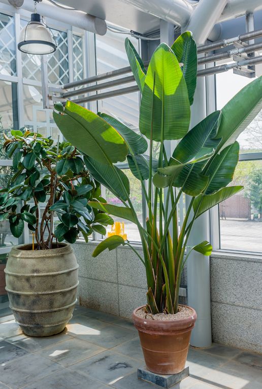 Grote strelitzia plant 48