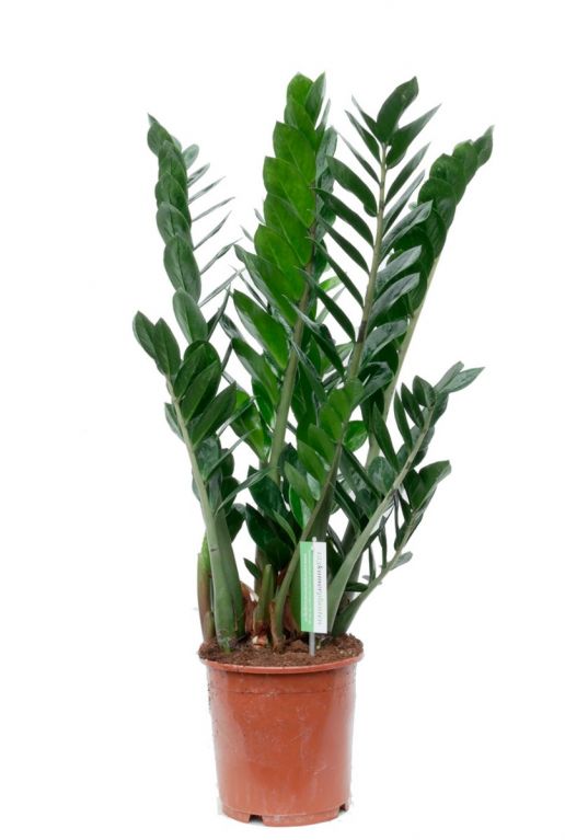 Zamioculcas Zamiifolia