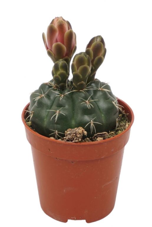 Gymnocalycium cactus