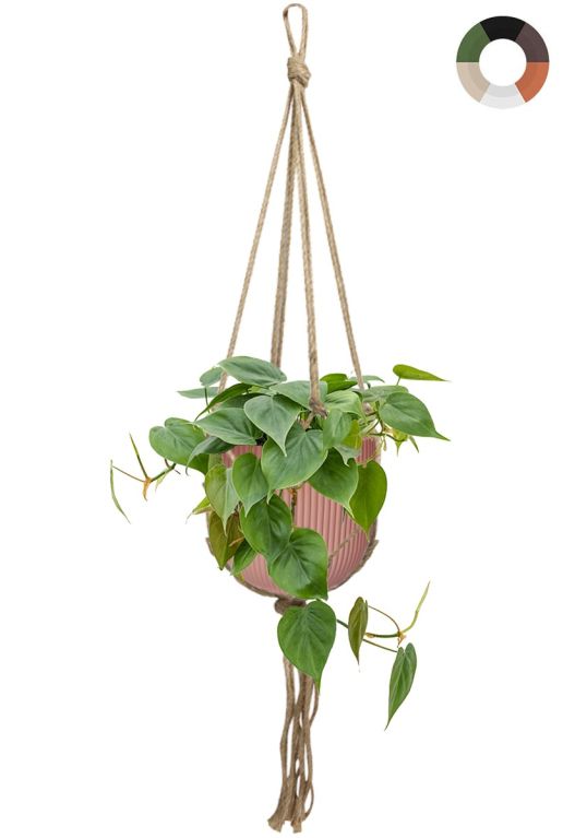 Heangepflanze in rosa topf