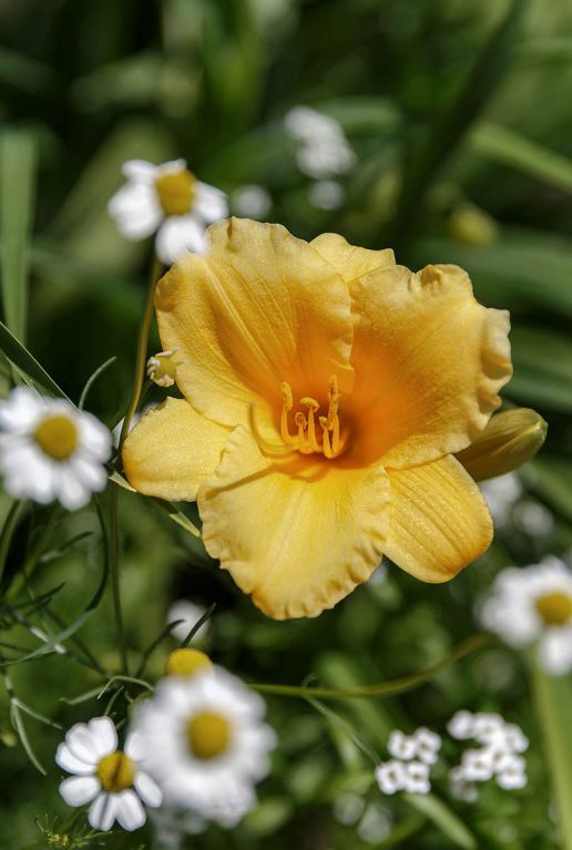 Hemerocallis stella de oro p9