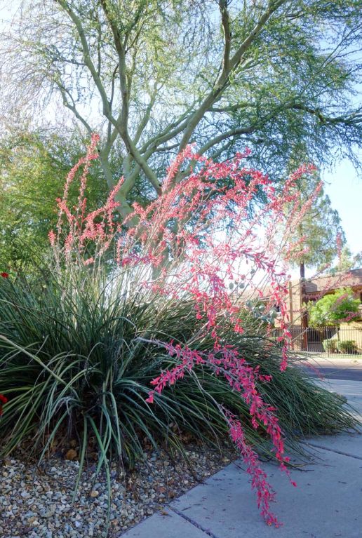 Hesperaloe parviflora gartenpflanze p19