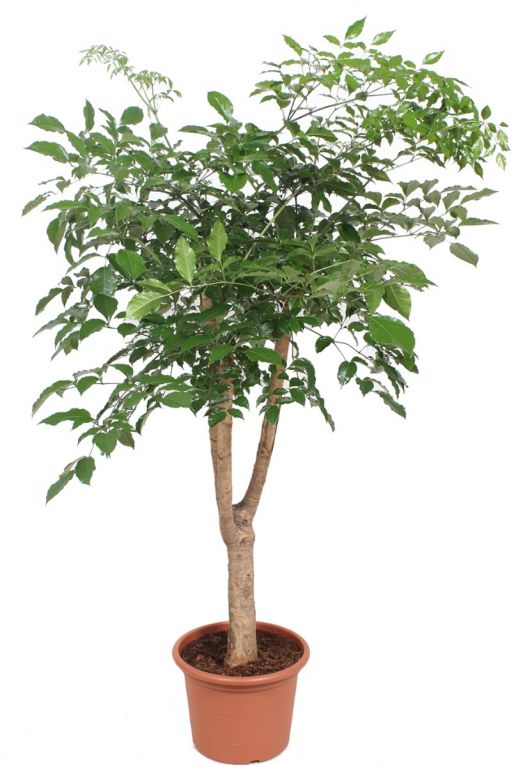 Heteropanax chinensis