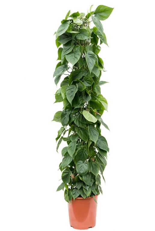 Hoge philodendron scandens kamerplant