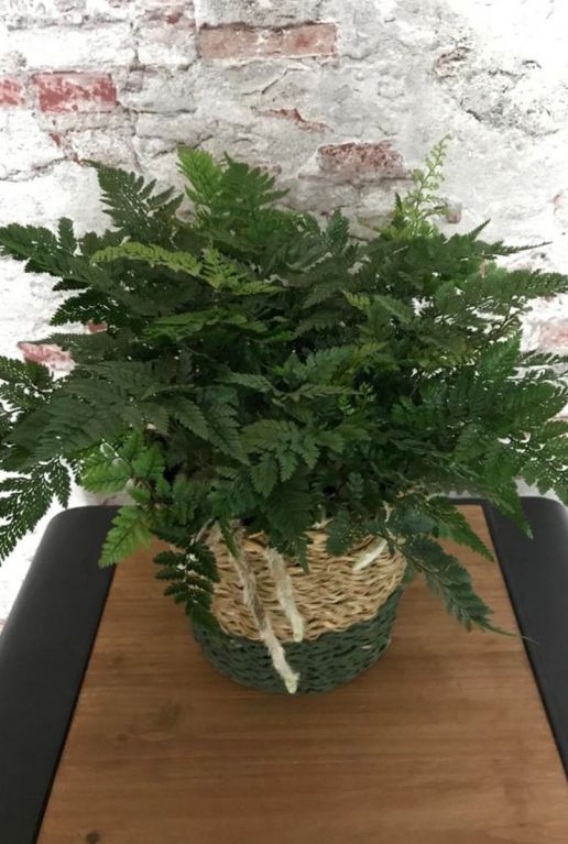 Humata teyermanii zimmerpflanze