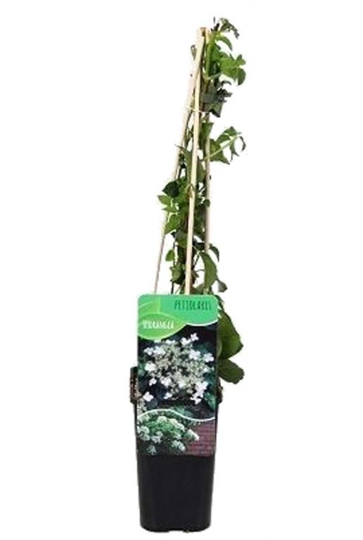 Hydrangea anomala petiolaris plant p14