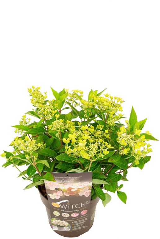 Hydrangea paniculata ophelia planten