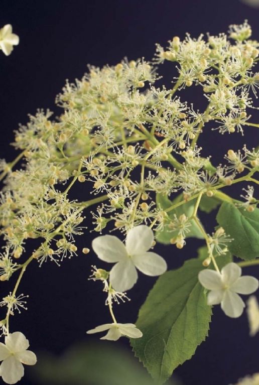 Hydrangea petiolaris gartenpflanze