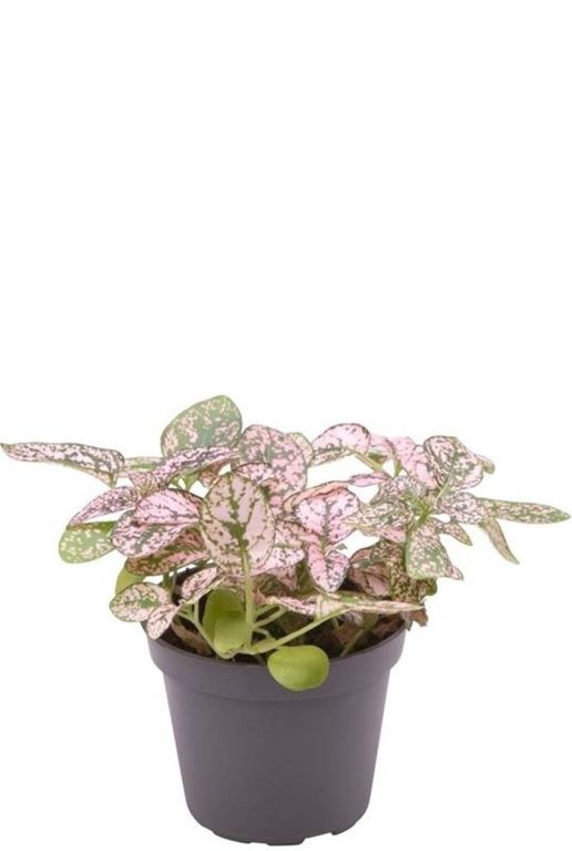 Hypoestes phyllostachya pink p6