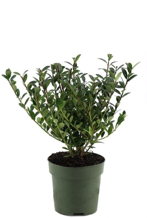 Ilex crenata jenny p10