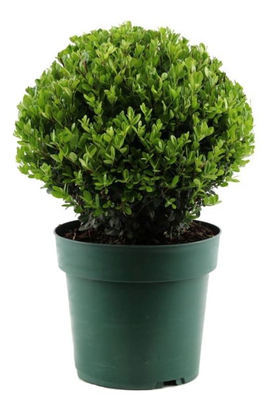 Ilex crenata jenny p21